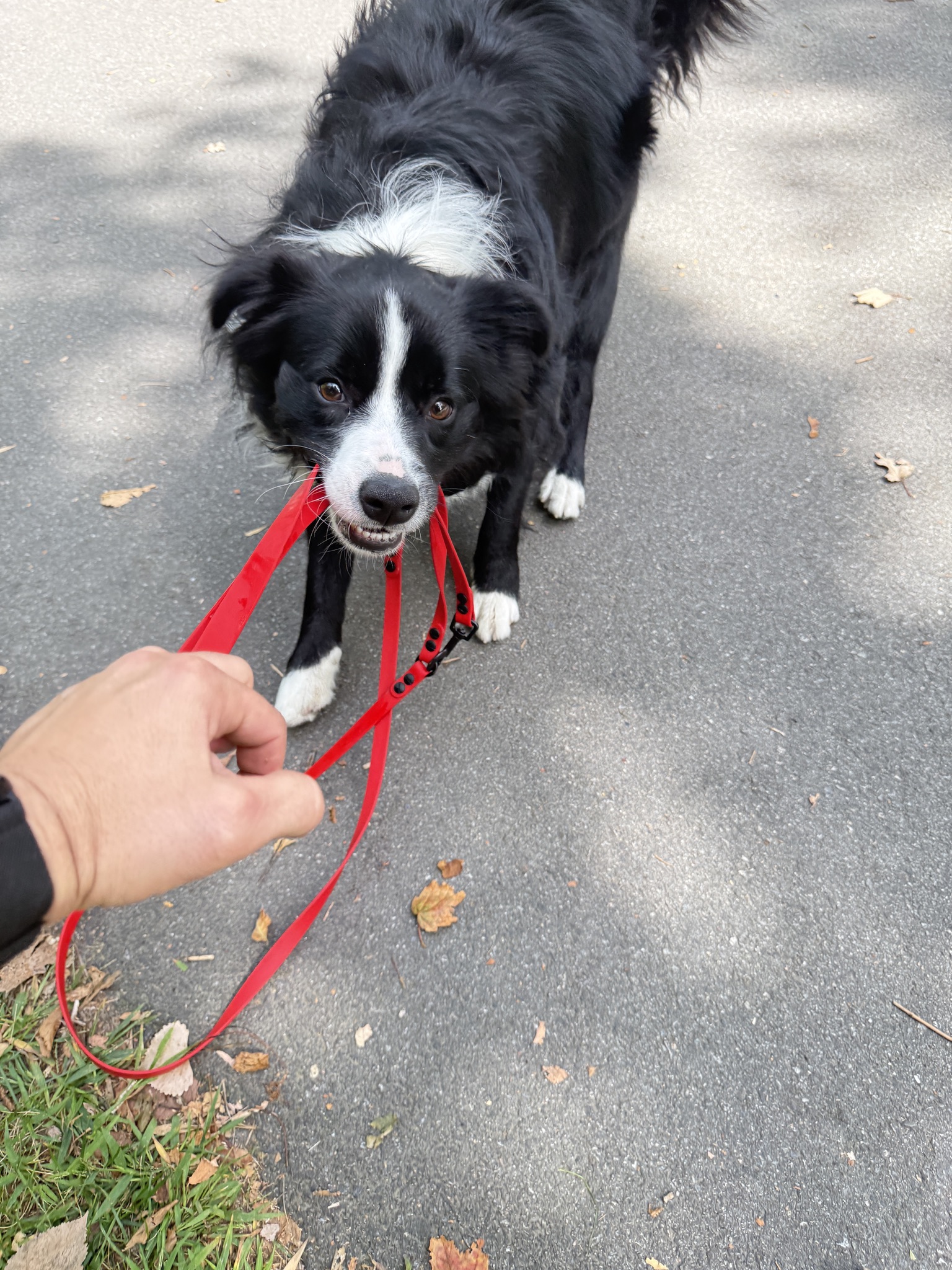 Item: Custom tether leash | Width: 5/8 in | Colors: Red | Hardware: black | Custom: Made for a gym setup to tether multiple dogs