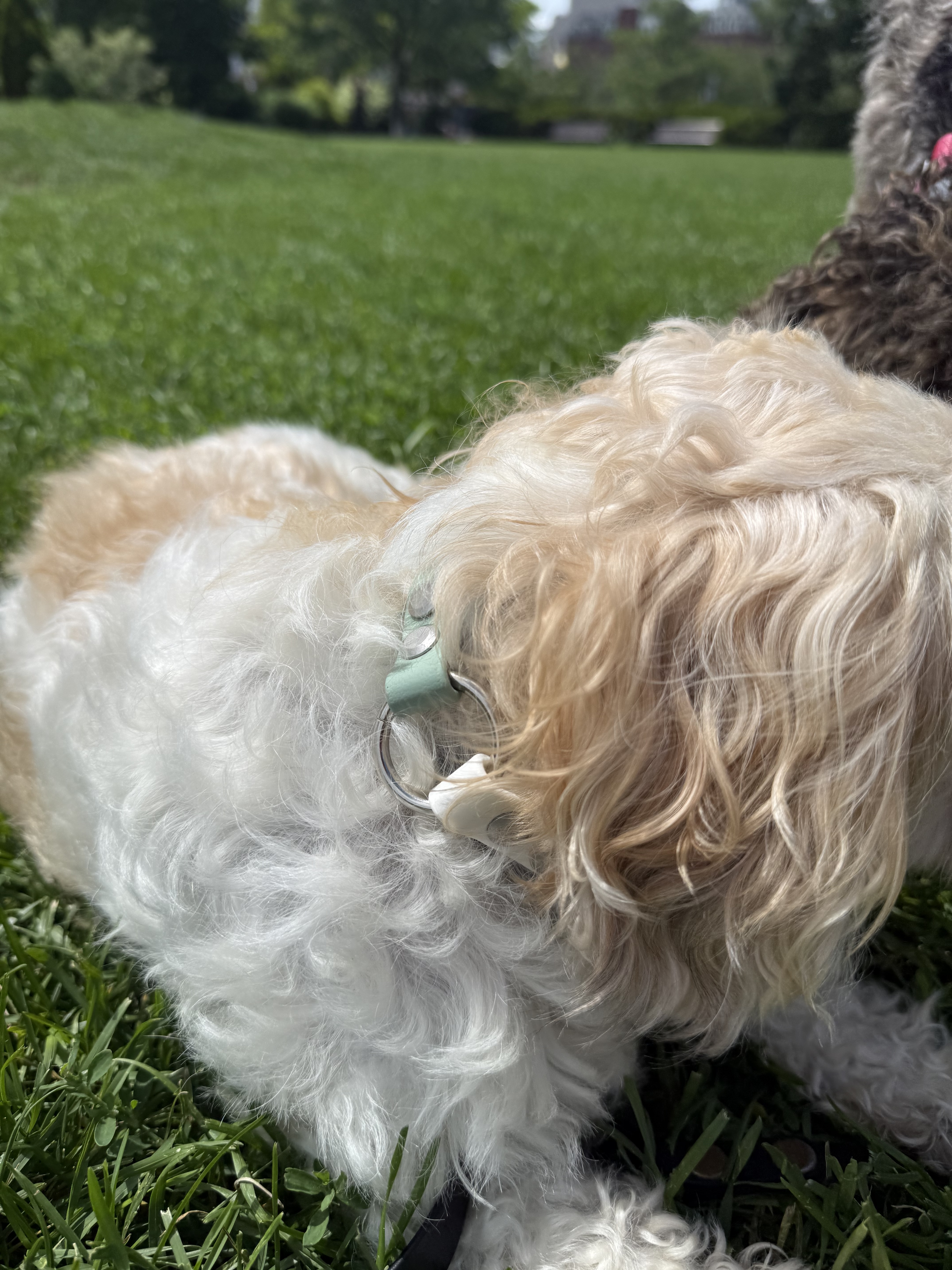 Item: Sage & White collar | Width: 5/8 in | Colors: Sage & White | Hardware: silver | Custom: Everyday collar modeled by Paisley