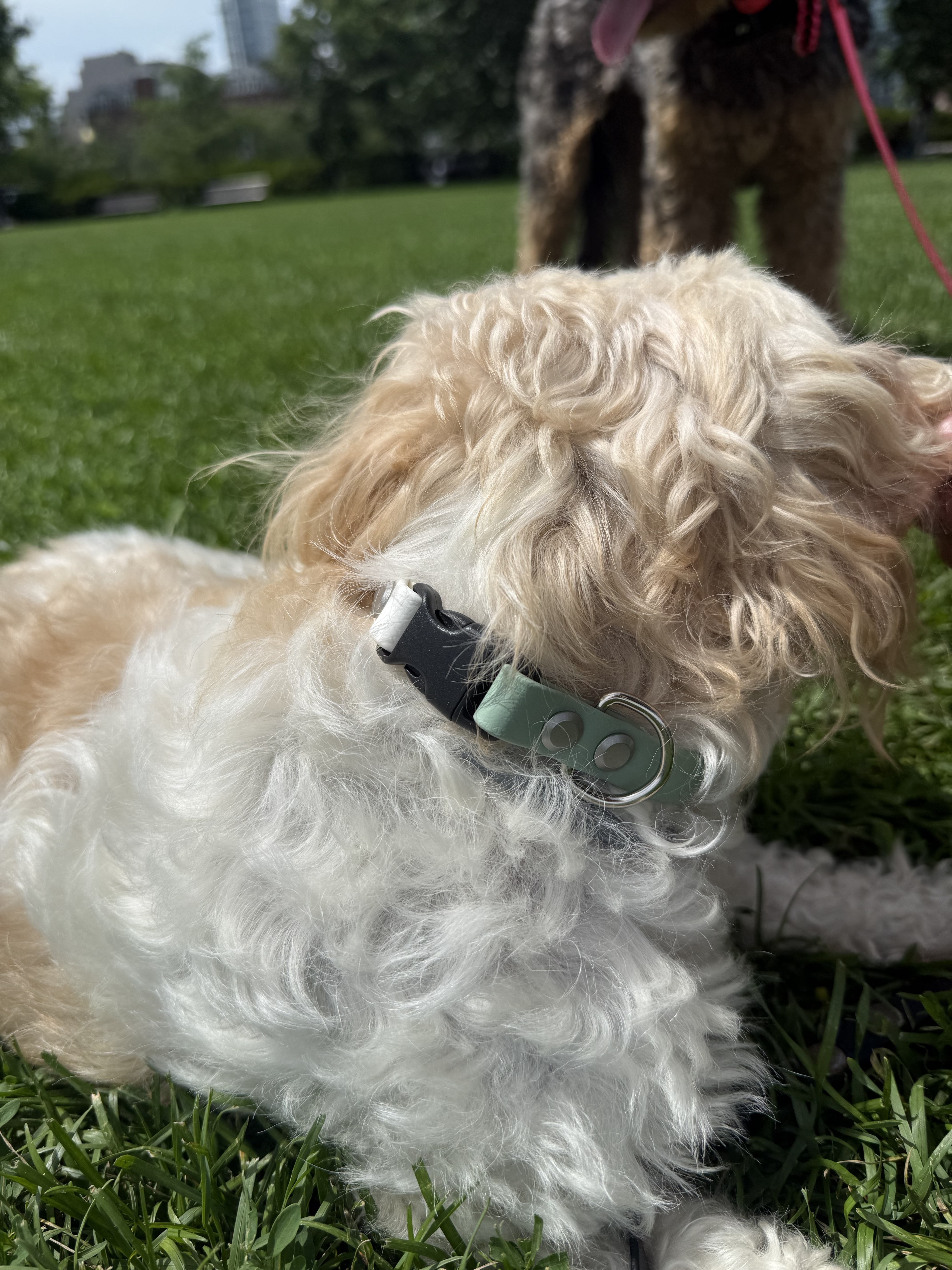 Item: Sage & White collar | Width: 5/8 in | Colors: Sage & White | Hardware: silver | Custom: Alternate angle on Paisley's collar fit
