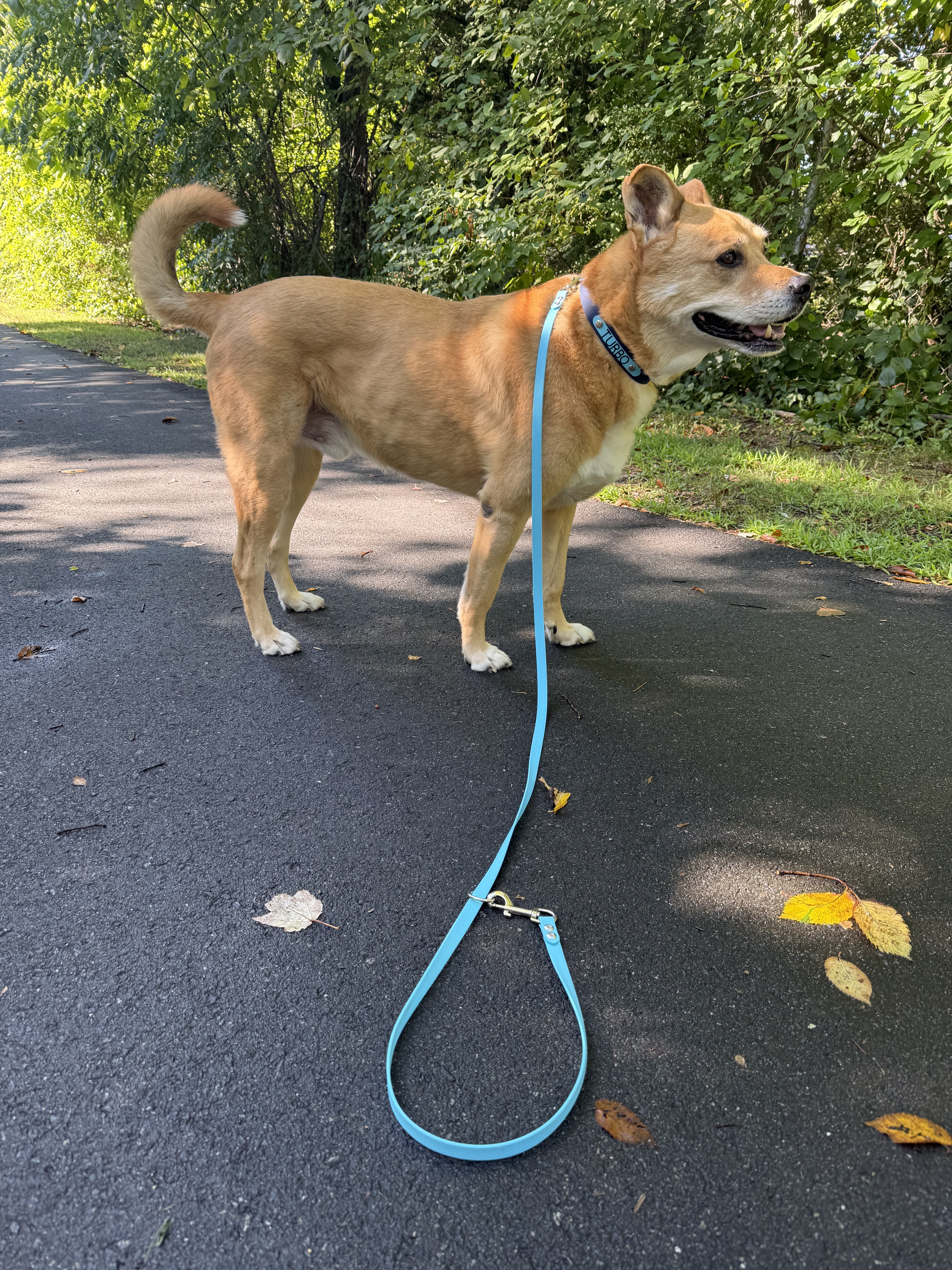 Item: Custom collar and tether leash set | Width: 1 in collar & 5/8 in leash | Colors: Deep Sea & Blue 52H | Hardware: silver | Custom: Turbo's everyday custom collar with HTV name plate