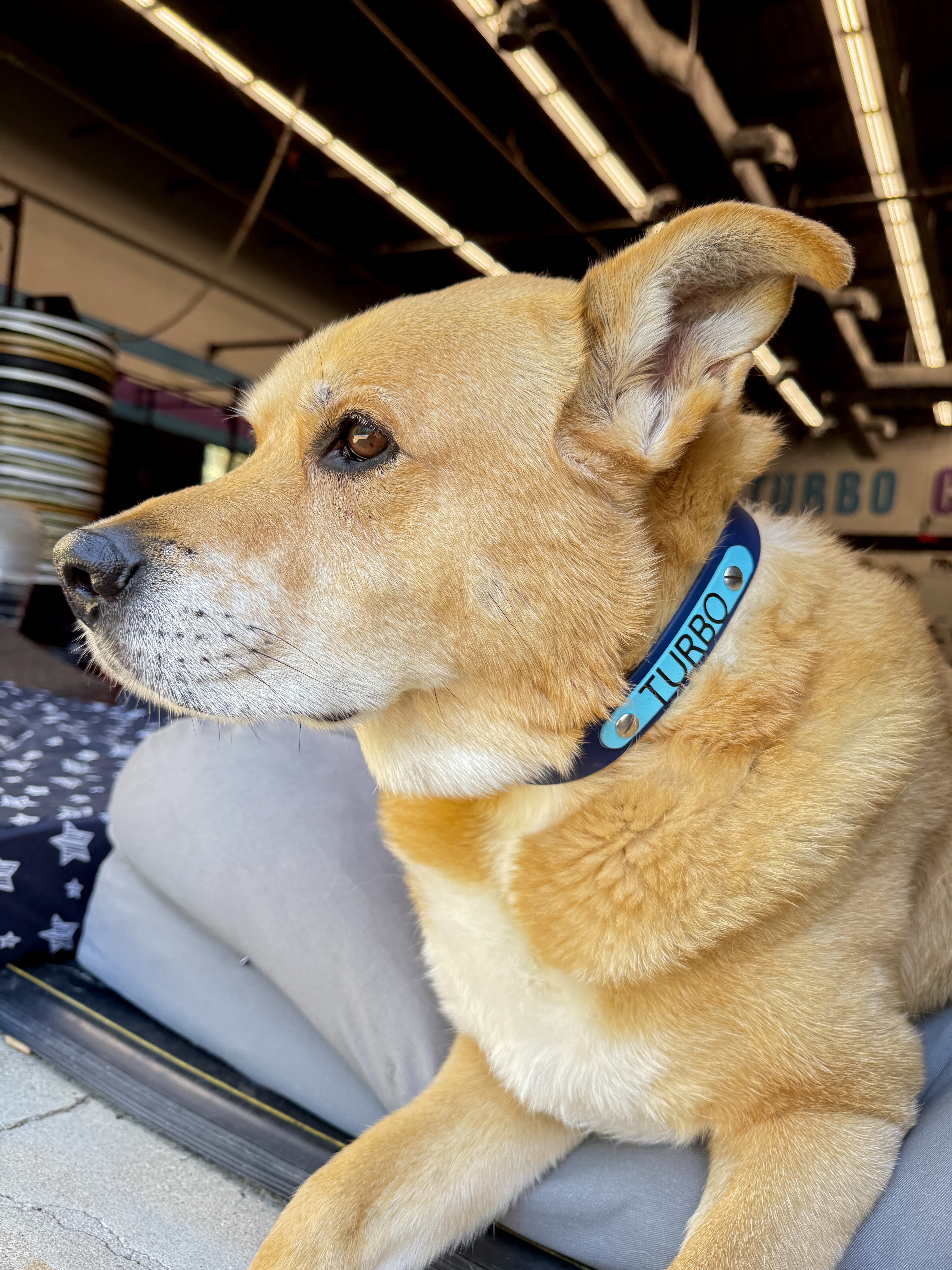 Item: Custom collar with name plate | Width: 1 in with 5/8 in name plate | Colors: Deep Sea & Blue 52H | Hardware: silver | Custom: Biothane ID name plate