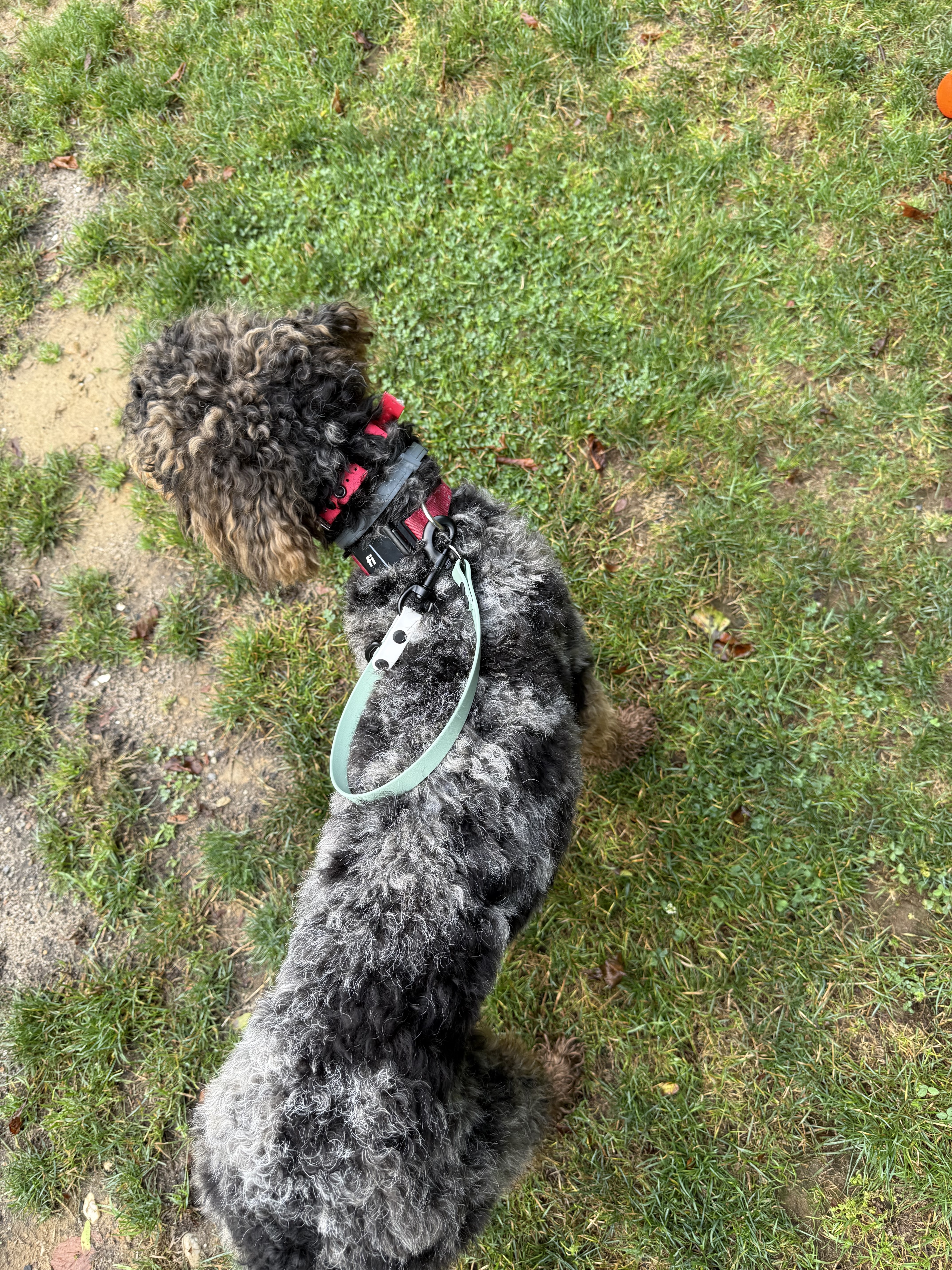 Item: Leash extender as traffic handle | Width: 5/8 in | Colors: Sage & White | Hardware: black | Custom: Demonstrates extender clipped as a short handle
