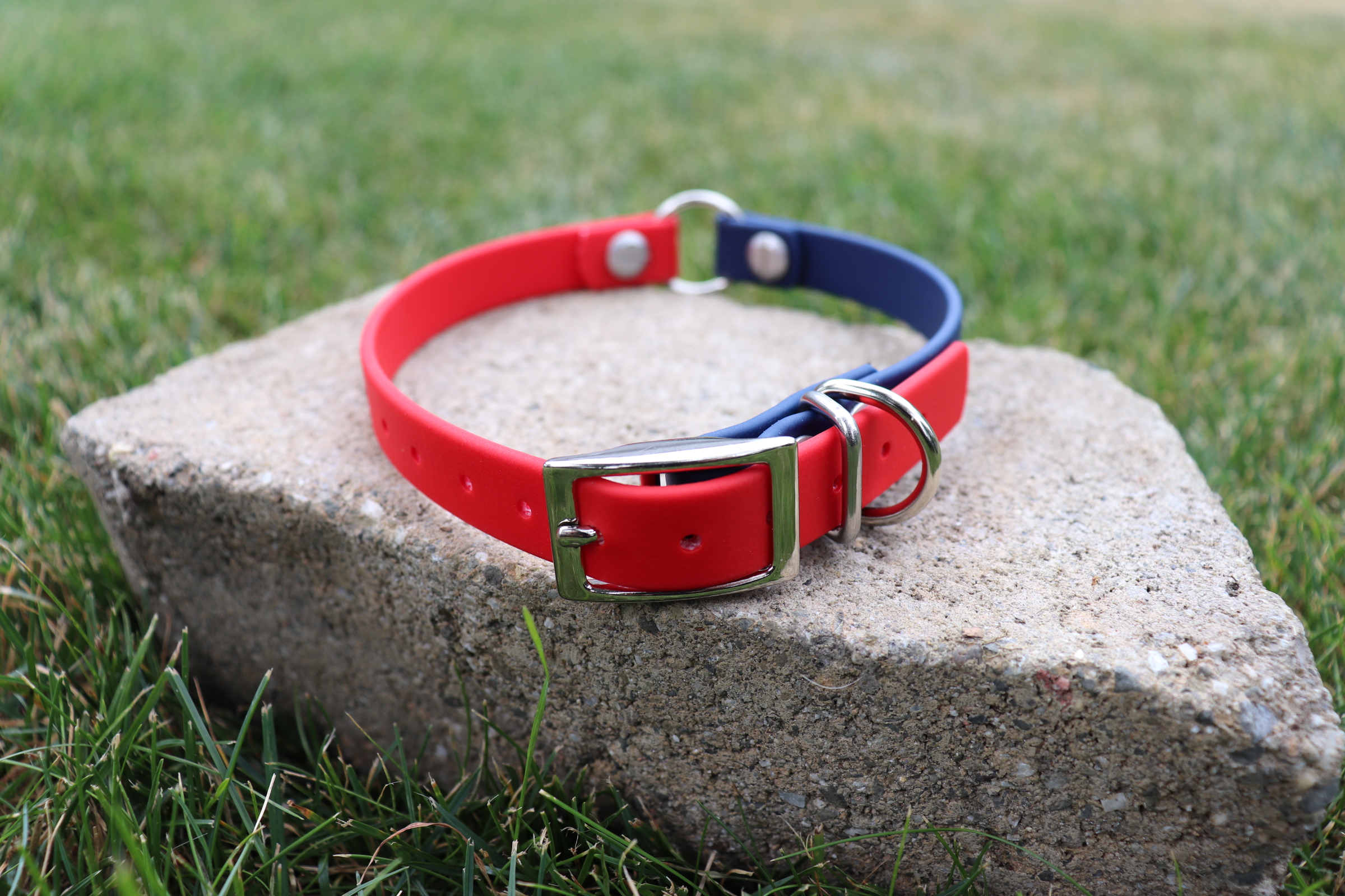 Biothane buckle dog collar