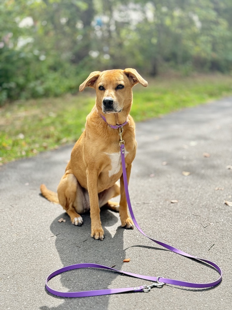 Item: Matching collar + tether leash set | Width: 5/8 in | Colors: Amethyst Purple | Hardware: silver | Custom: HTV name on collar