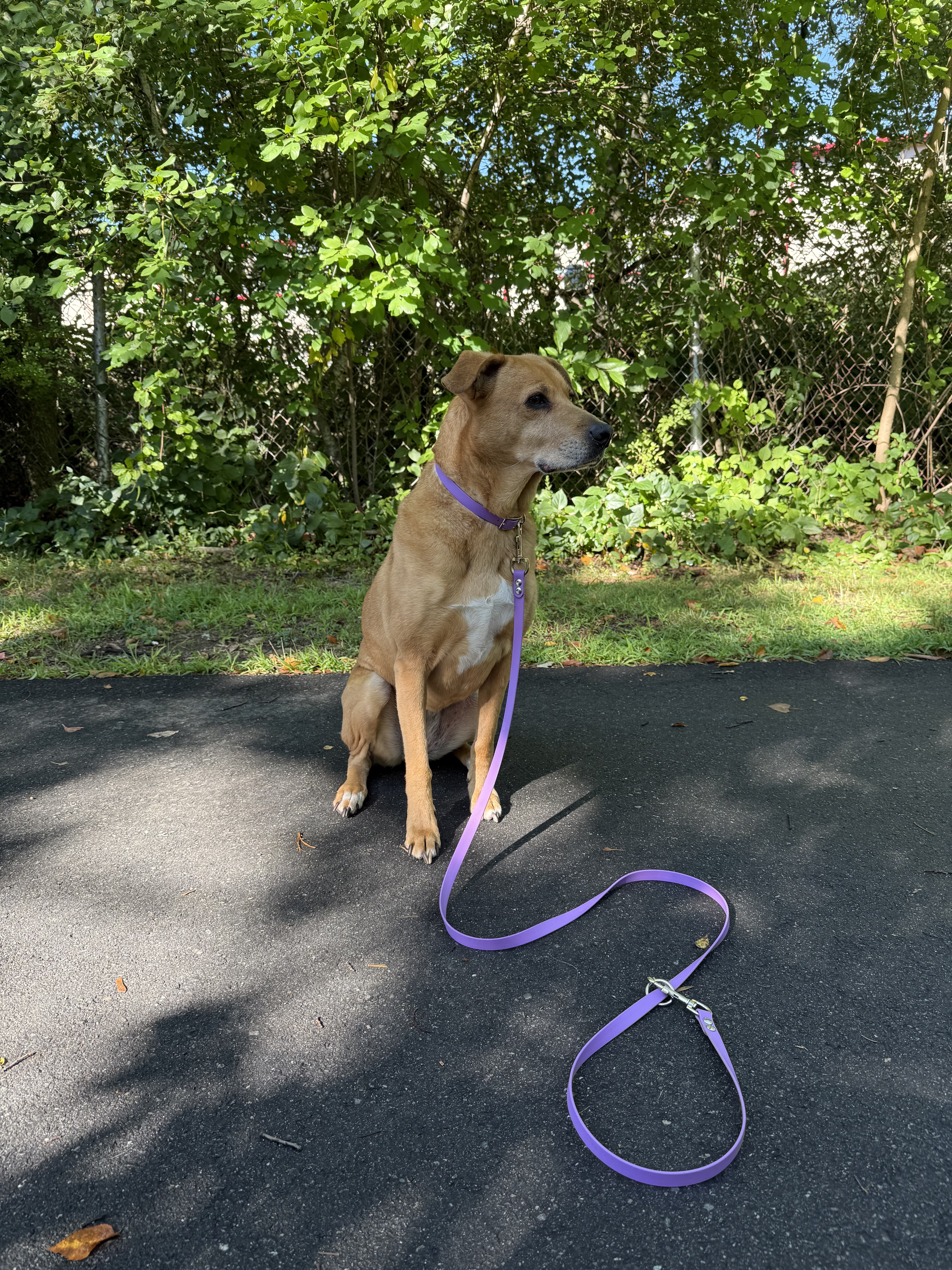 Item: Collar + tether leash set | Width: 5/8 in | Colors: Amethyst Purple | Hardware: silver | Custom: Matching set modeled by Little One