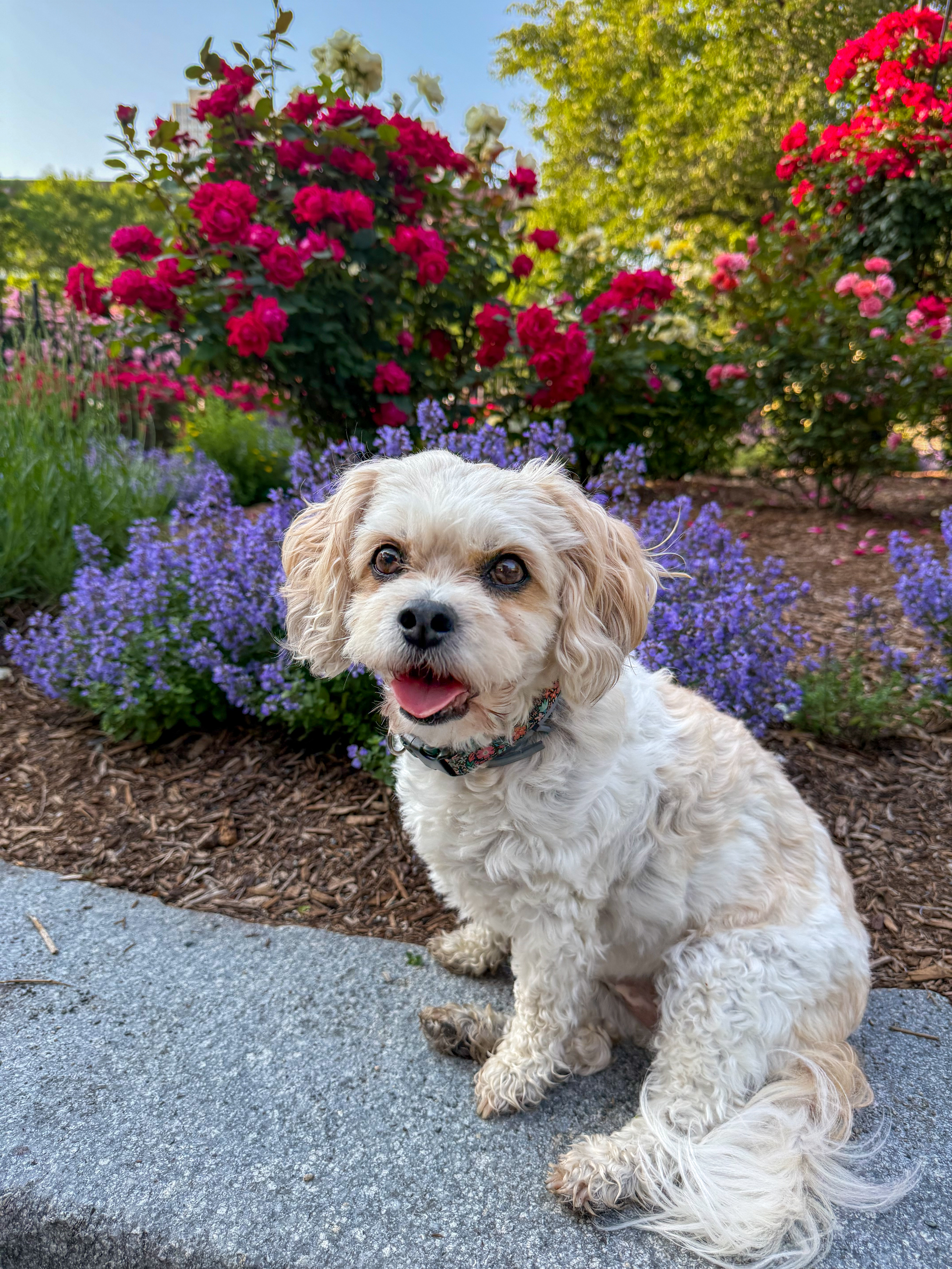 Paisley the Cavachon
