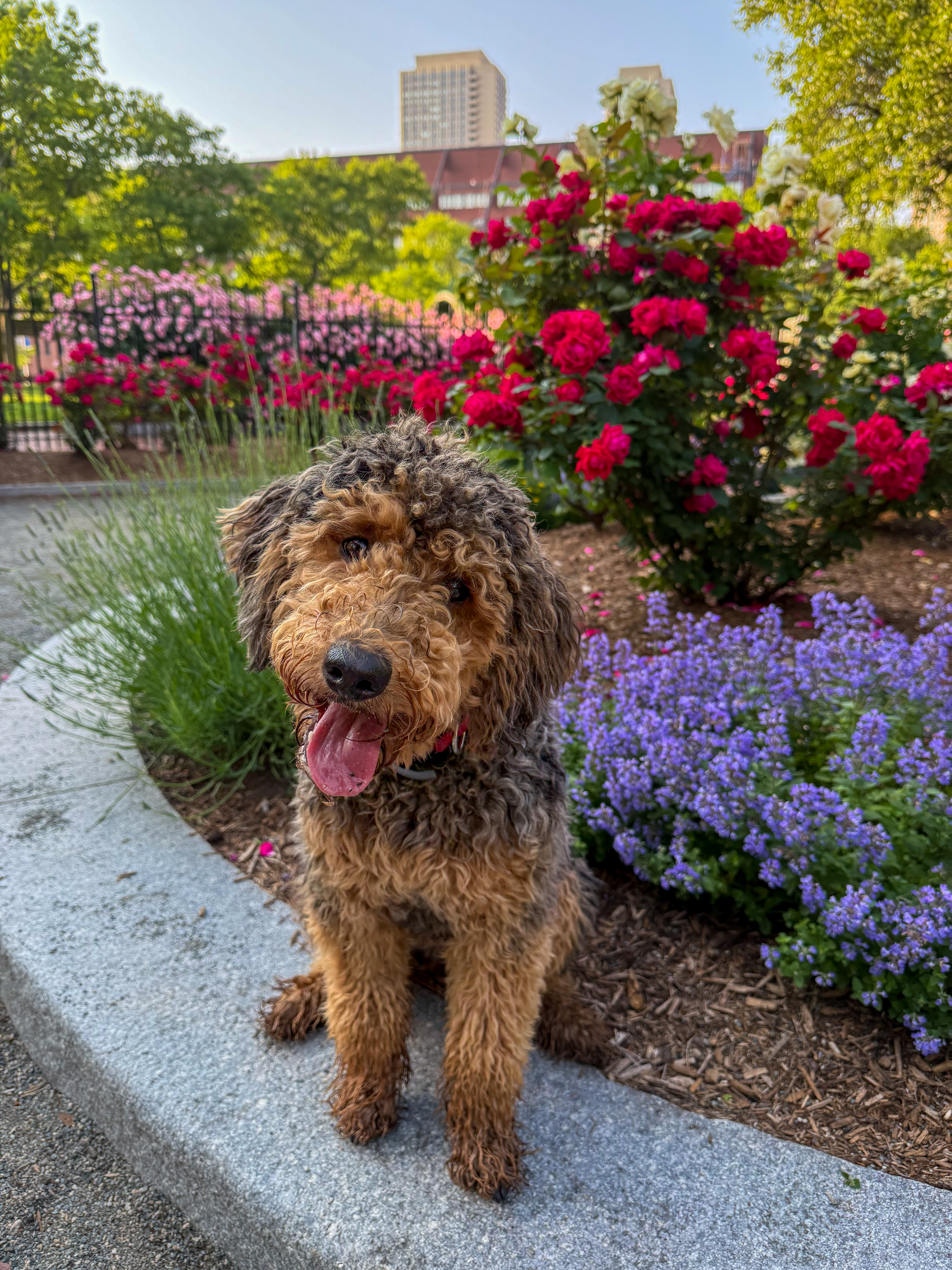 Tallulah the Bordoodle