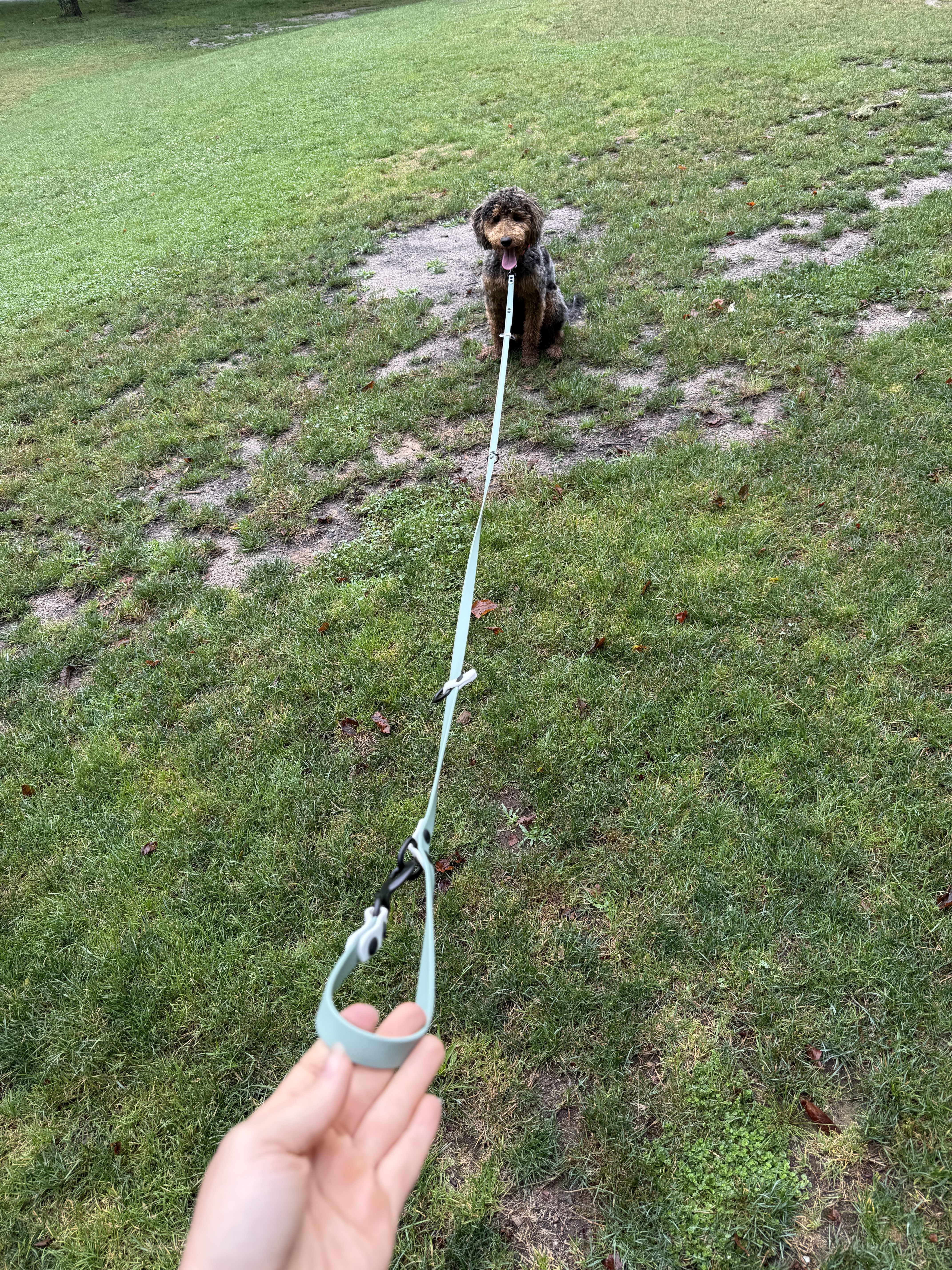Item: The Tallulah used as long line | Width: 5/8 in | Colors: Sage & White | Hardware: black | Custom: Example of Tallulah system clipped as a long line for Tully using the additional leash extender