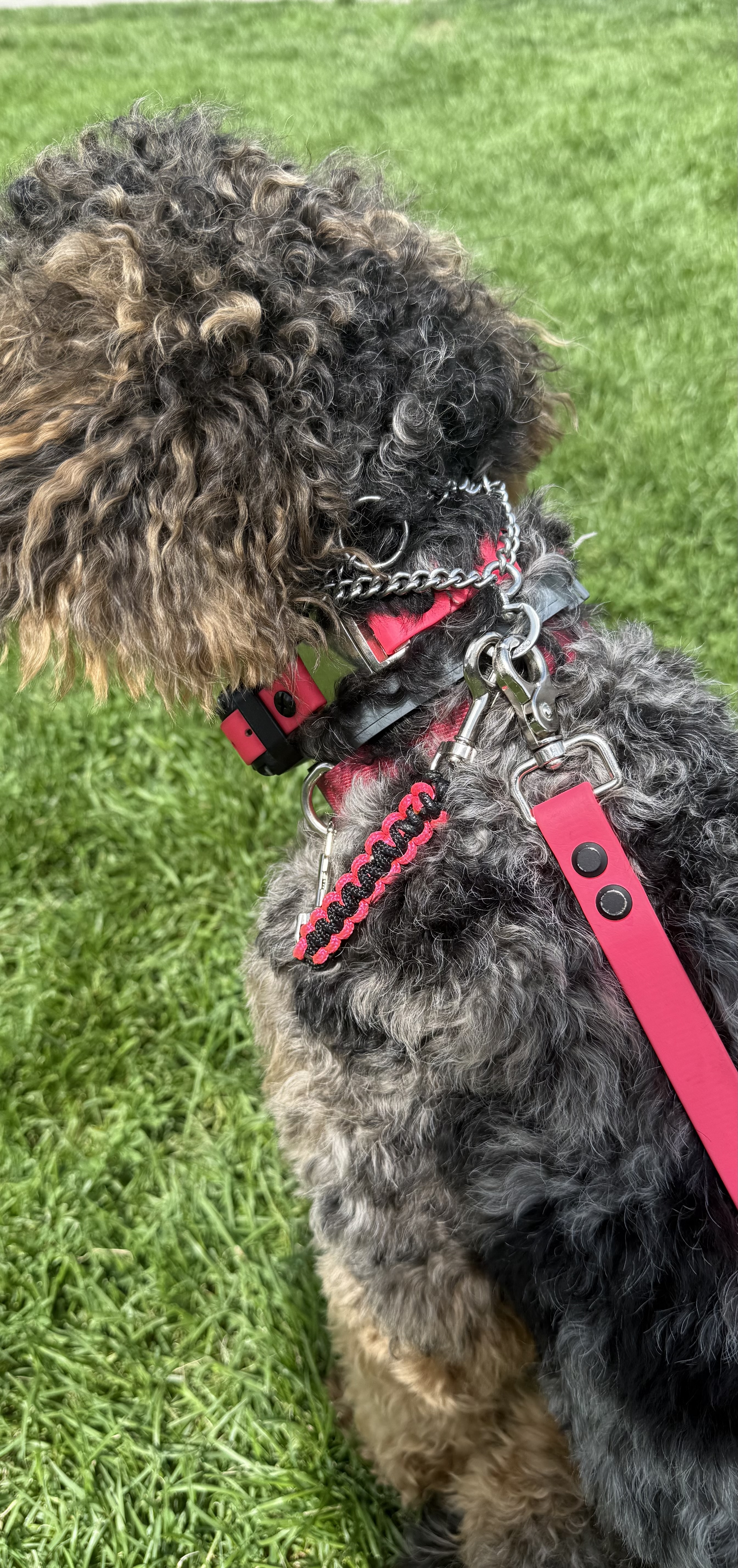 Item: Safety strap | Material: paracord weave | Colors: Hot Pink & Black | Hardware: silver | Custom: Backup strap between prong collar and regular collar